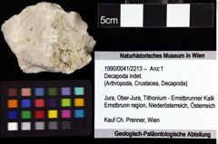 Foto (Objket + Etiketten) von Decapoda indet. 